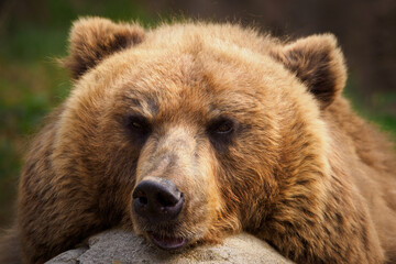 Resting brown bear in detail.