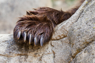 The front wet paw of a brown bear on a stone.