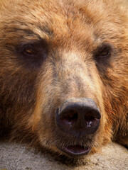 Close-up of a brown bear's head.