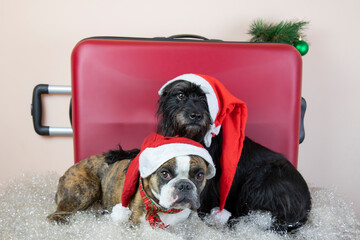 Two small dogs wearing a Santa Claus hat next to a red suitcase . concept of travel on Christmas holidays with dogs