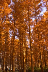 メタセコイア並木