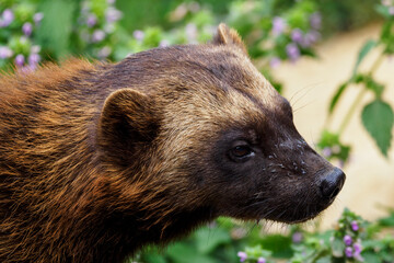 Siberian wolverine - detail on the head.