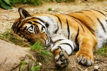 Lying tiger on the ground.