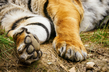 Detail of the paw of a lying tiger. - obrazy, fototapety, plakaty