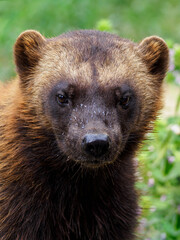 Siberian wolverine - detail on the head.