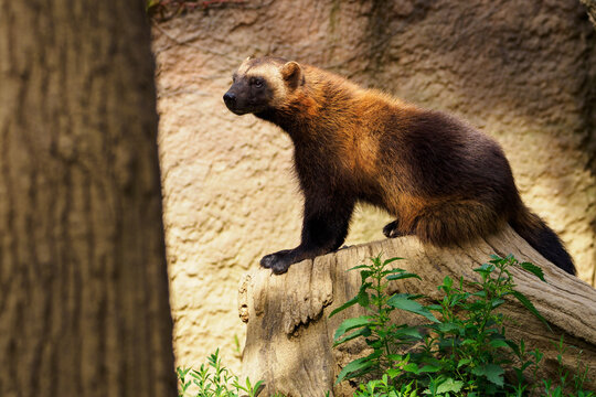 Wolverine Animal Images – Browse 3,992 Stock Photos, Vectors, and Video |  Adobe Stock