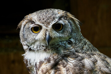Great homed owl in detail on the head.