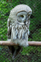 Great grey owl living in captivity in a zoo.