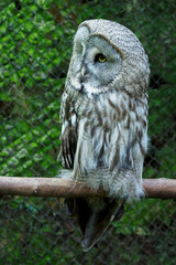 Great grey owl living in captivity in a zoo.