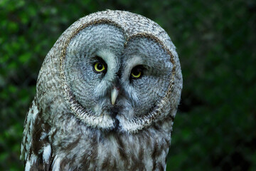 Great grey owl in detail on the head.