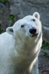 Polar bear in detail in summer.