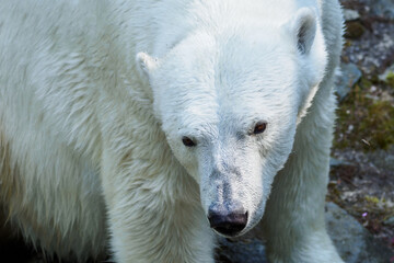 Polar bear in detail in summer.