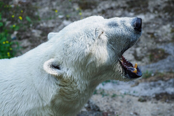 Screaming polar bear in detail on his head.