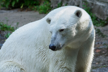Obraz na płótnie Canvas Polar bear in detail in summer.