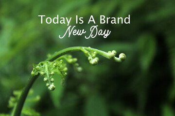 Inspirational motivational quote - Today is a brand new day. With close up of young fern leaf...