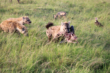 herd of wildebeest