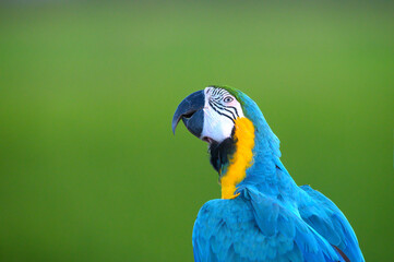 Closeup blue and gold macaw on green background