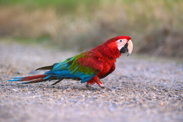 The cuteness of red and green macaw
