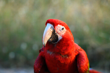 The cuteness of red and green macaw