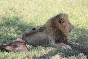 male lion cub