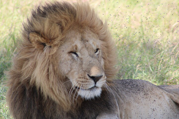 male lion cub