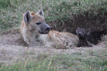 Fototapeta premium hyena in the savannah