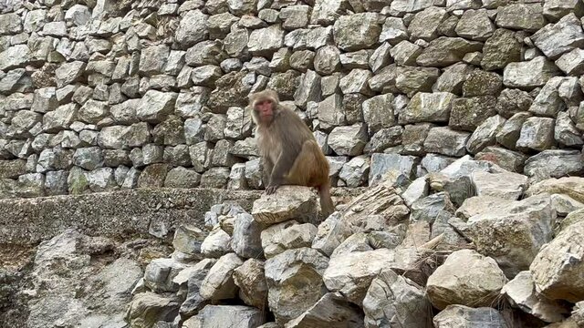 A 4k Video of a curious monkey sitting on a rock shot in the hills of Jammu in India.