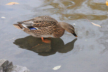 Mallard duck and water reflection - beak almost touching water