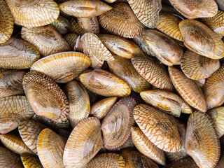 Close-up of raw clams on a brown wooden floor. You can buy them in the general market and they are...