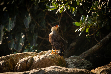 Brazilian Eagle on top of a rock