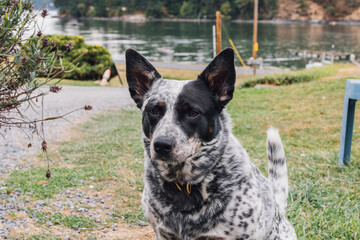 Naklejka na ściany i meble Australian Cattle Dog, blue heeler outdoors waterside
