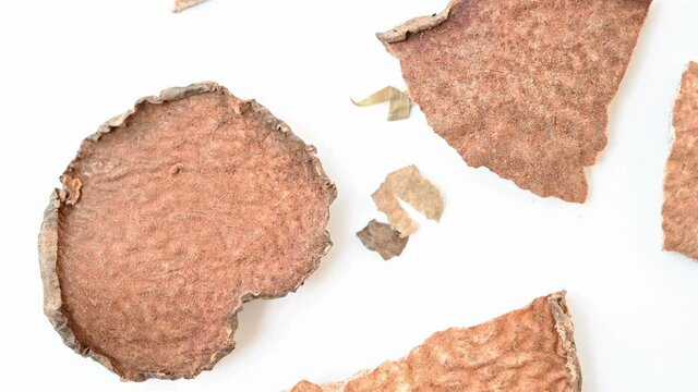 top view herb HuangYaoZi or Dioscorea Bulifera or Air Potato rotating
