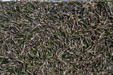 Silk worms eating mulberry leaves  