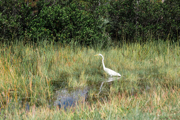 great white heron in the marsh