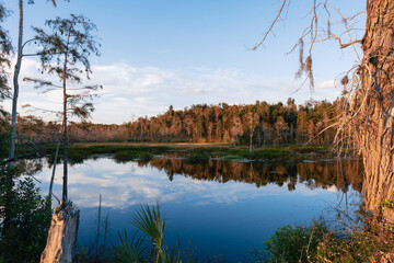 reflection of trees in the water