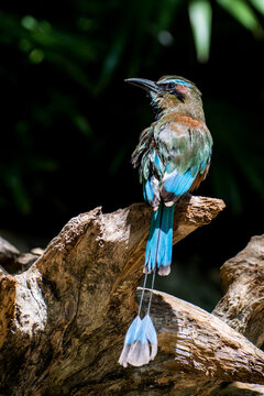 The turquoise-browed motmot (Eumomota superciliosa) also known as Torogoz, is a colourful, medium-sized bird of the motmot family, Momotidae. It inhabits Central America from south-east Mexico (mostly
