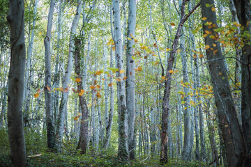 Fototapeta premium Autumn beech forest in northern Spain