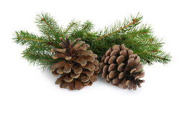 Fototapeta premium Beautiful fir branches with dry cones on white background