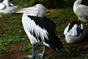 white pelican
