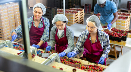 Group of warehouse workers sorting ripe cherry in fruit warehouse. High quality photo