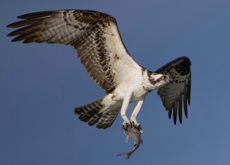 osprey in flight