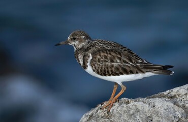 Sanderling