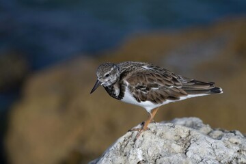 atlantic puffin or common puffin