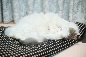クッションの上で寝ている白猫が顔を隠している