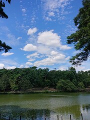 lake and forest