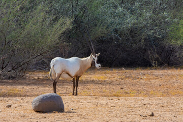 Fototapeta premium Arabian oryx or white oryx