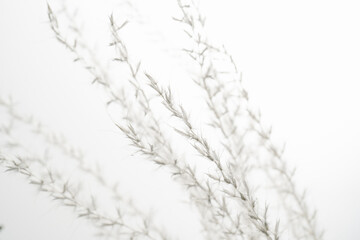 Decorative dried flower on a white background.