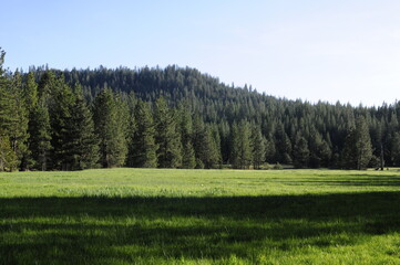 Fototapeta premium Pine trees in Yosemite National park with green grass and blue sky