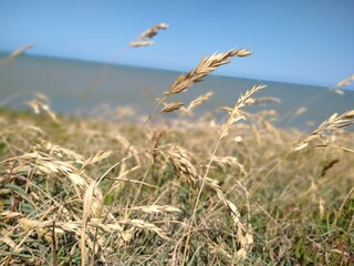 Obraz premium field of wheat