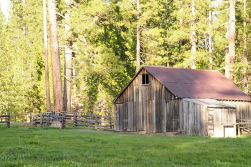 Obraz premium Abandon barn in the woods day time Yosemite National Park